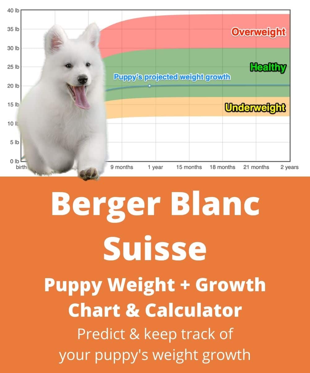 berger-blanc-suisse Puppy Weight Growth Chart